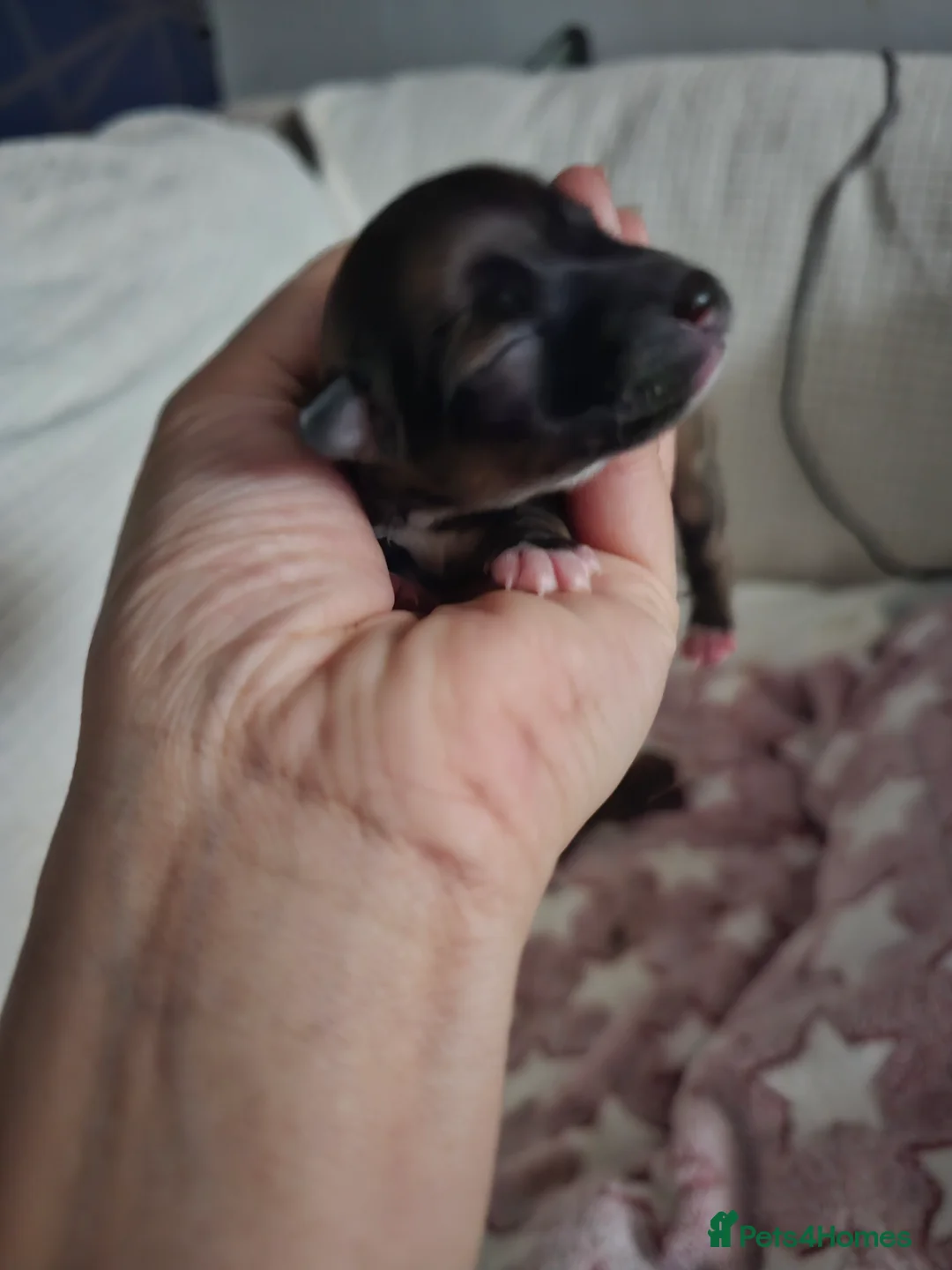 Jack Chi dogs for sale: Jack x chi pups - Advert 3