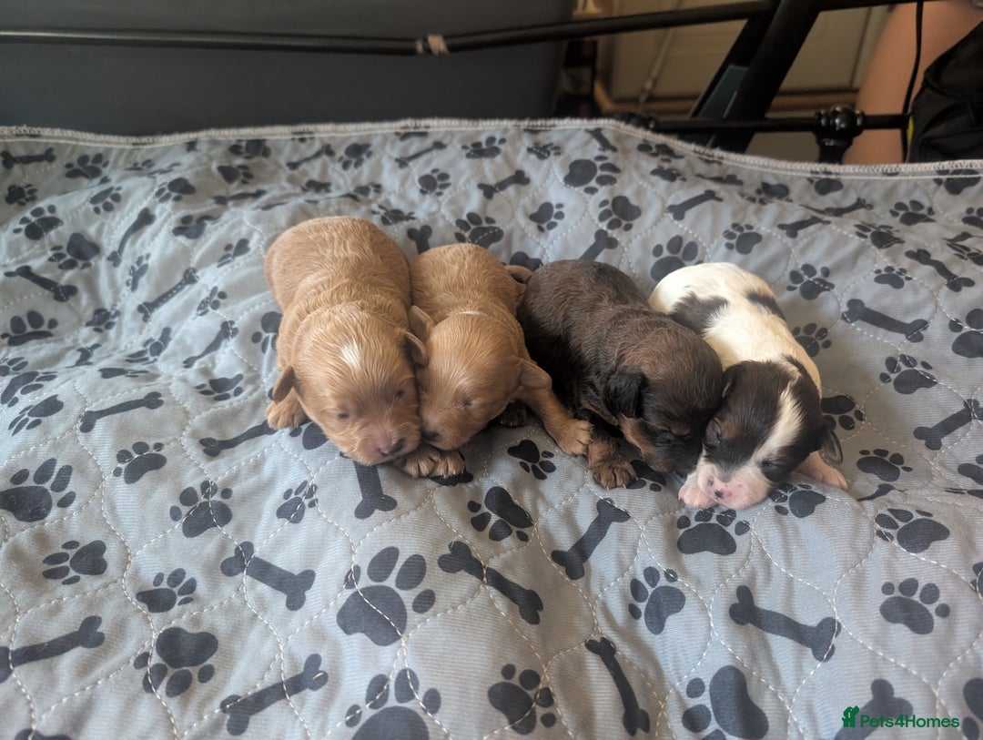 Cavapoo dogs for sale: One gorgeous cavapoo brown boy left ❤️ - Advert 8