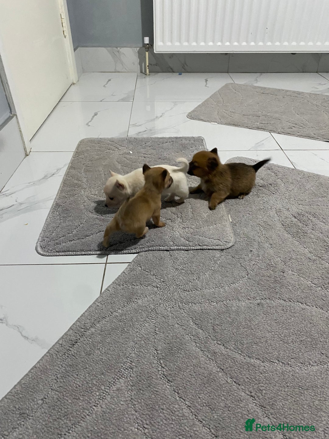 Chihuahua dogs for sale: 3 beautiful chihuahua puppies  - Advert 15