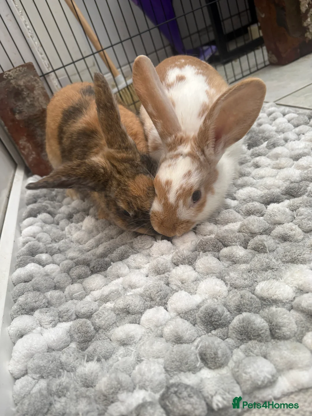 Mixed Breed rabbits for sale: Two beautiful brothers 💙 in Morecambe - Advert 6