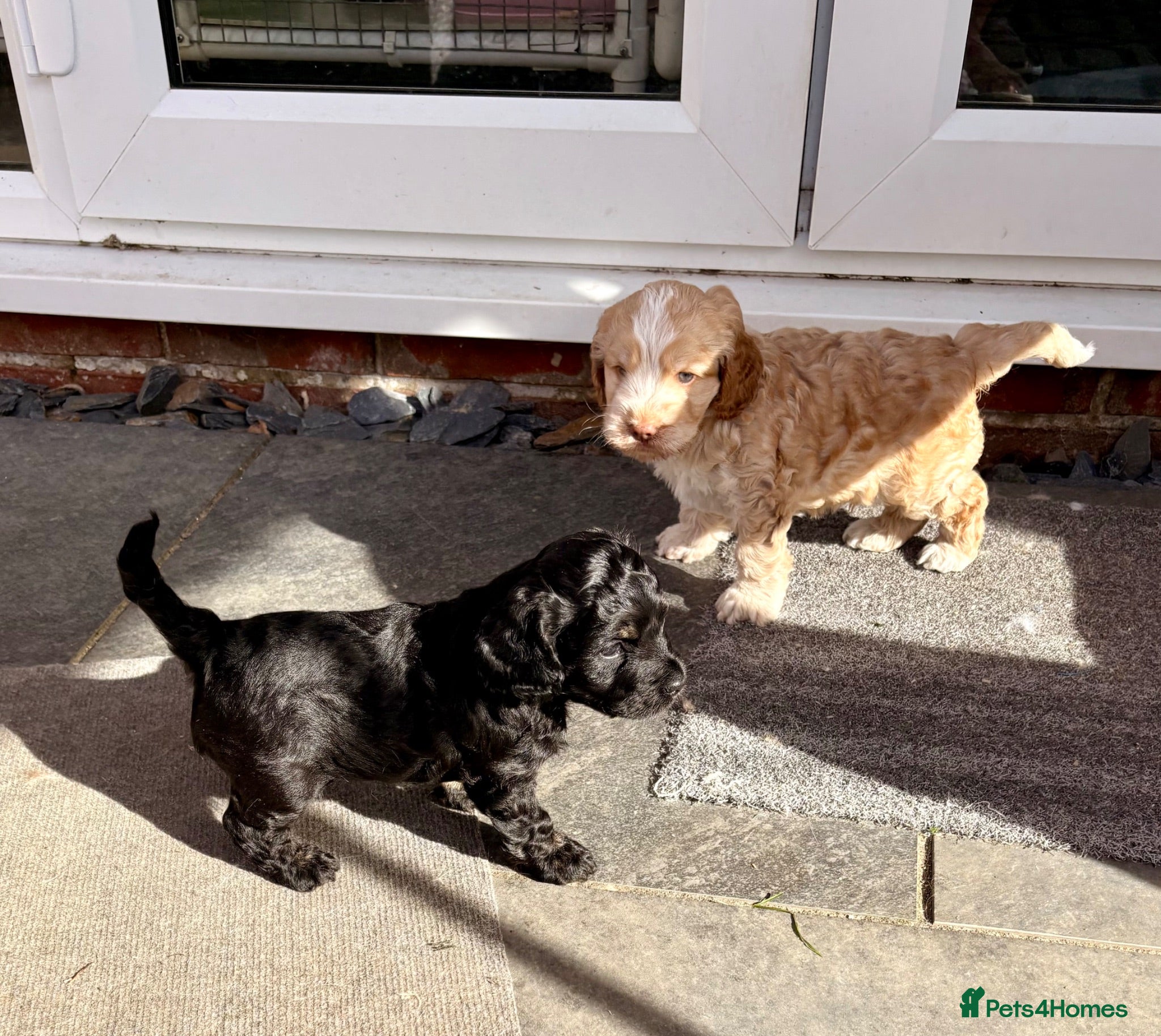 Cockapoo dogs Black and Tan Cockapoo puppies  - Advert 2