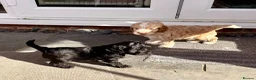 Cockapoo dogs for sale: Black and Tan Cockapoo puppies  - Advert 7
