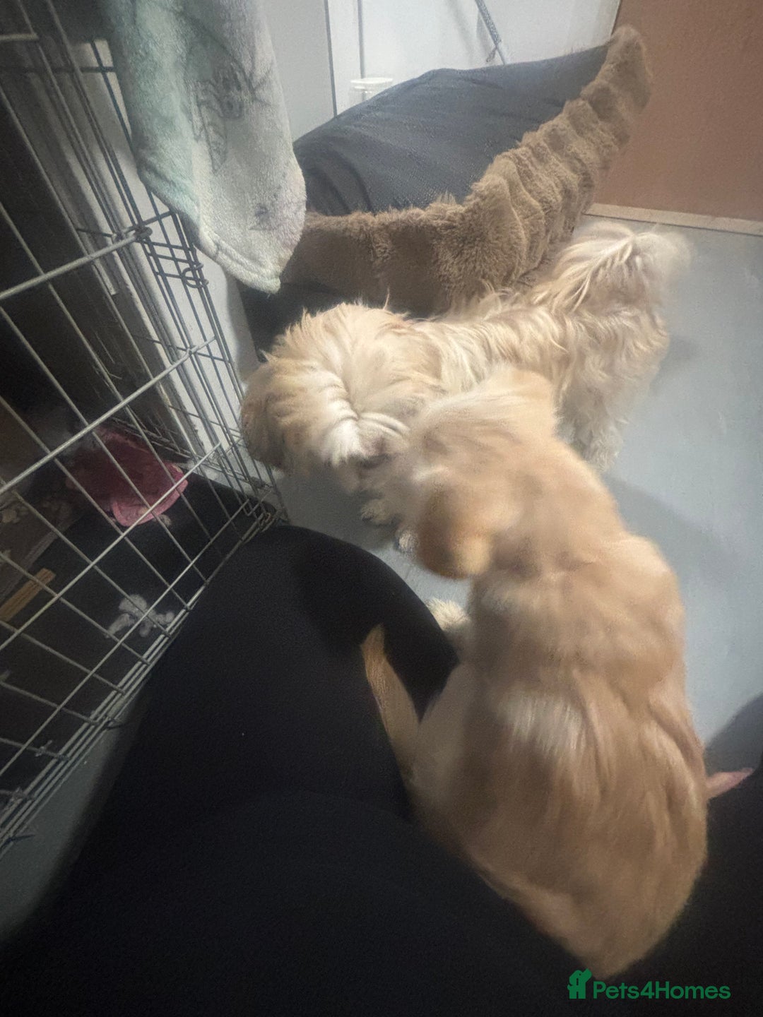 Mixed Breed dogs for sale: Mixed breed  - Advert 2