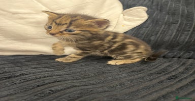 Mixed Breed cats - Advert 11