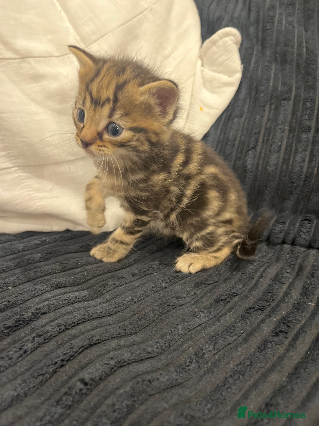 Mixed Breed cats for sale: Kittens - Image 3