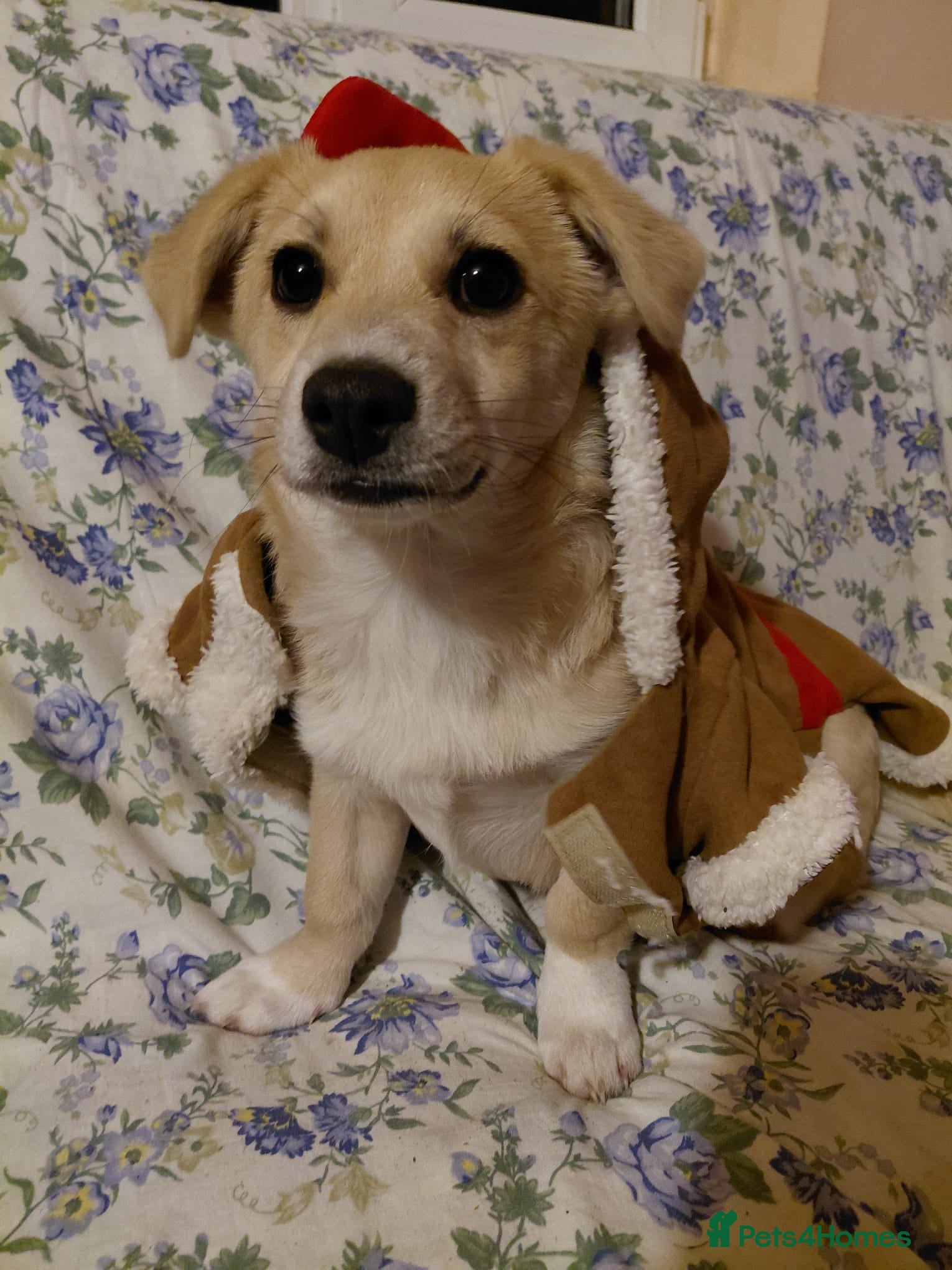 Mixed Breed dogs 🌸Little HARA🌸- gentle, grateful and full of love - Advert 1