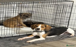 Mixed Breed dogs for sale: Border Terrier x Beagles  - Image 7