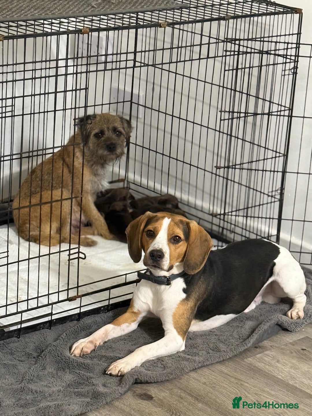 Mixed Breed dogs for sale: Border Terrier x Beagles  - Image 7
