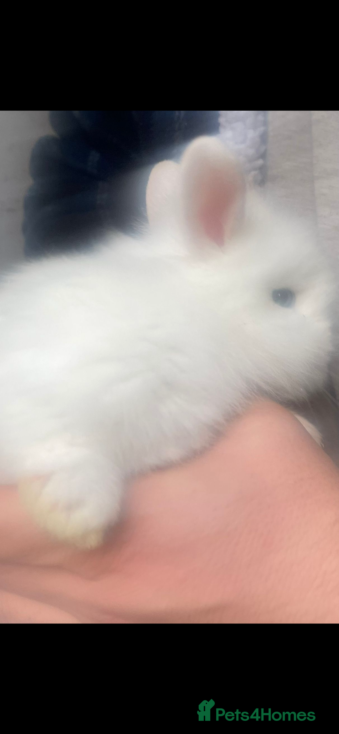 Lionhead rabbits for sale: 6 baby bunnies ready to leave  - Advert 10