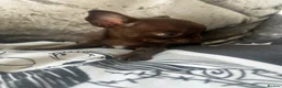 Chihuahua dogs for sale: Beautiful chihuahua puppies  - Advert 11