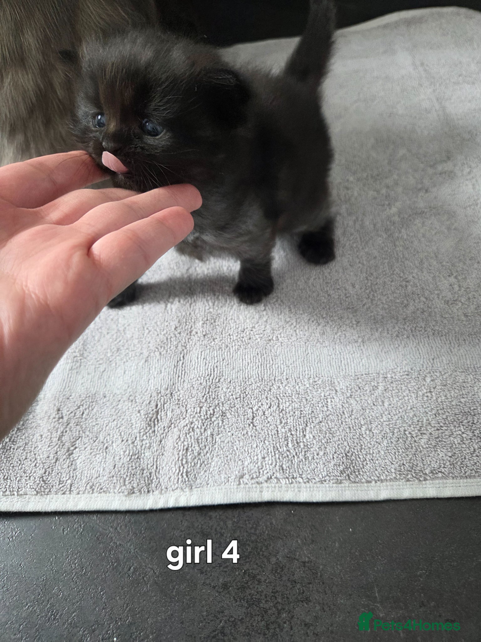 Mixed Breed cats Kittens  - Advert 17