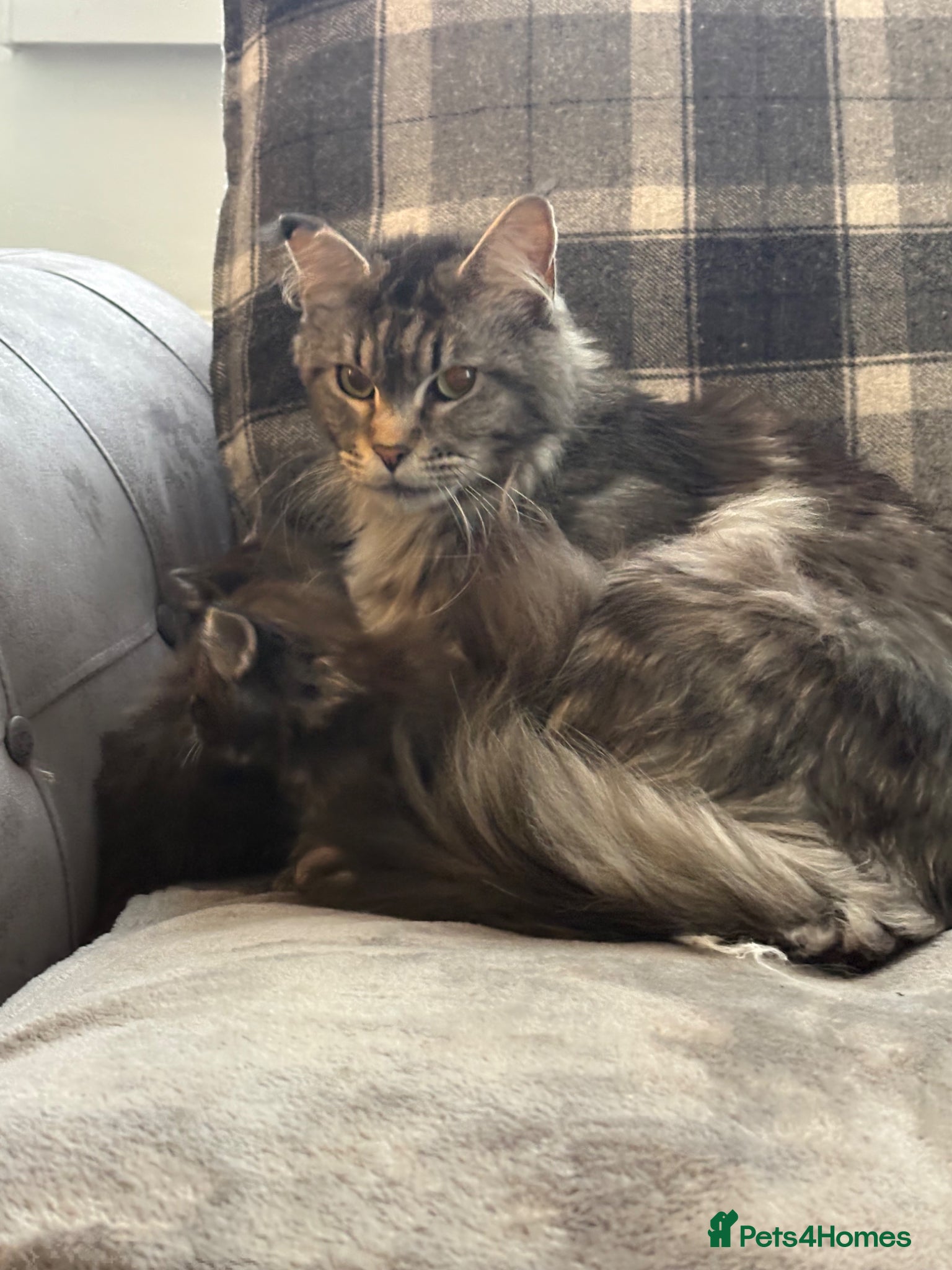 Maine Coon cats Gorgeous kittens  - Advert 8