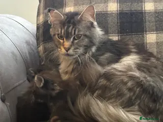 Maine Coon cats Gorgeous kittens - Advert 8