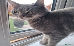 Domestic Shorthair cats for sale: Luna is looking for a quiet home with no children - Image 3