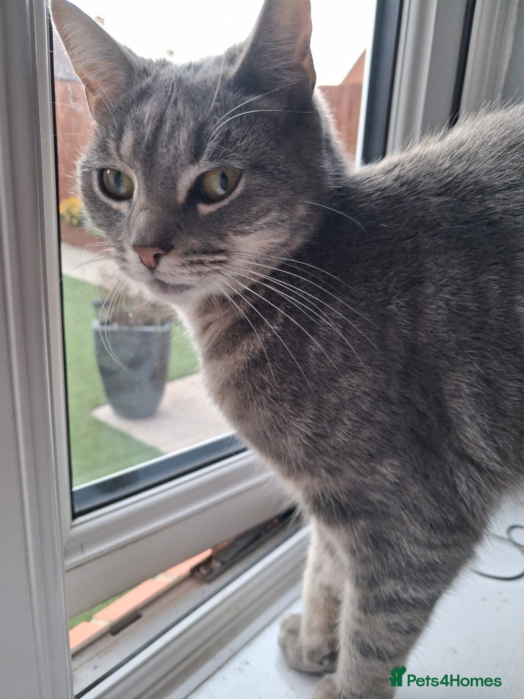 Domestic Shorthair cats for sale: Luna is looking for a quiet home with no children - Image 3