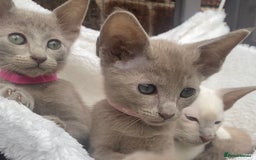 Mixed Breed cats for sale: Oriental X Siamese  - Image 20