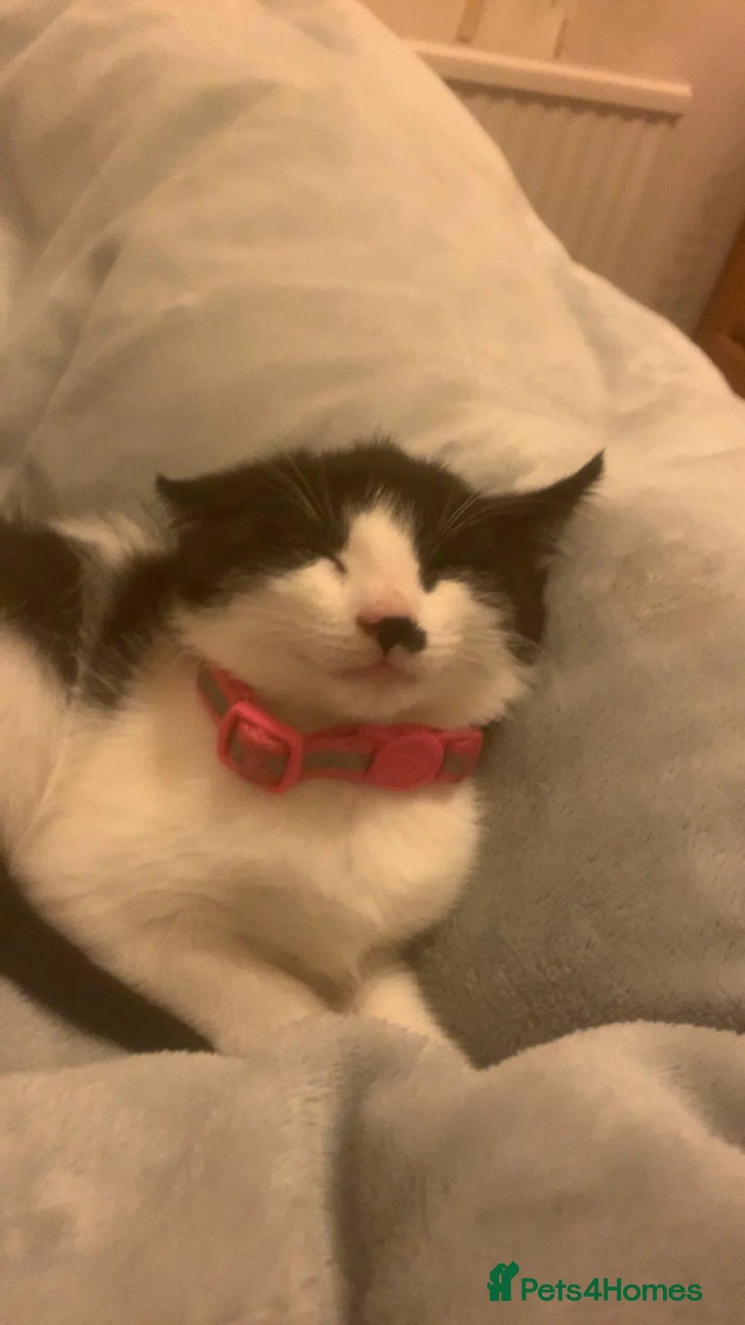 Mixed Breed cats for sale: Cute cat  - Advert 3