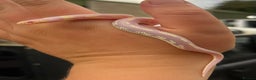 King Snake reptiles for sale: Aberrant California Kingsnake Pair - Advert 3