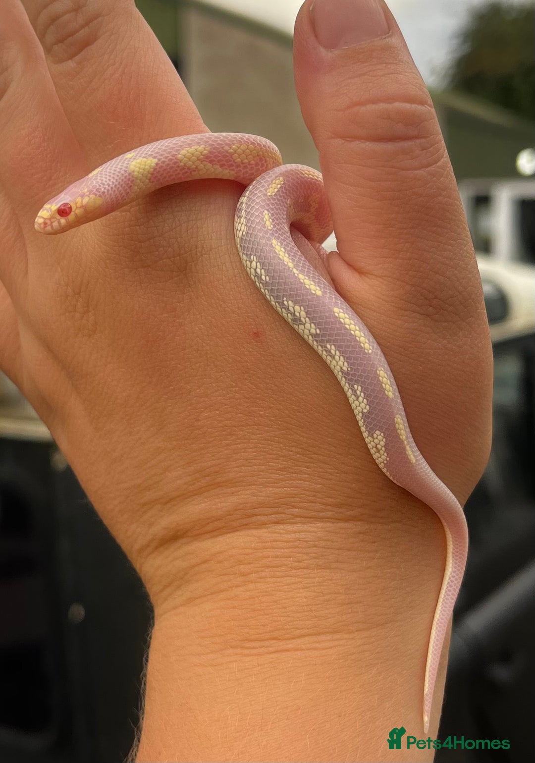 King Snake reptiles for sale: Aberrant California Kingsnake Pair - Advert 3