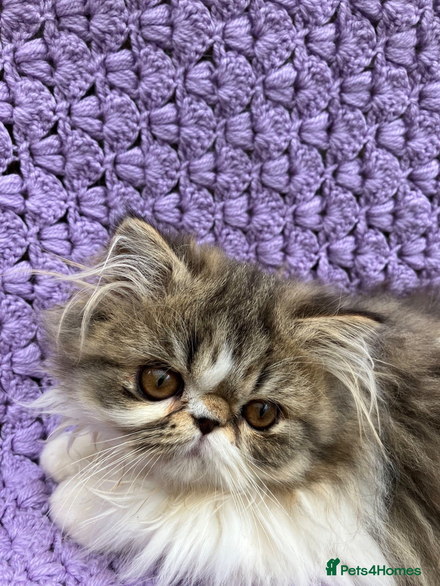 Persian cats Cute GCCF registered Persian Kitten - Advert 16