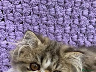 Persian cats Cute GCCF registered Persian Kitten - Advert 16