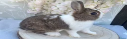 Netherland Dwarf rabbits for sale: Netherland dwarfs 👀🏡 5⭐️ only  - Advert 1