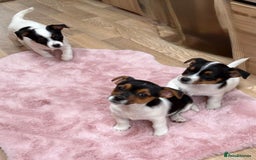 Jack Russell dogs for sale: Traditional Miniature Jack Russell Puppies! - Advert 12