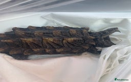 Turtle reptiles for sale: Male alligator snapping turtle - Image 1