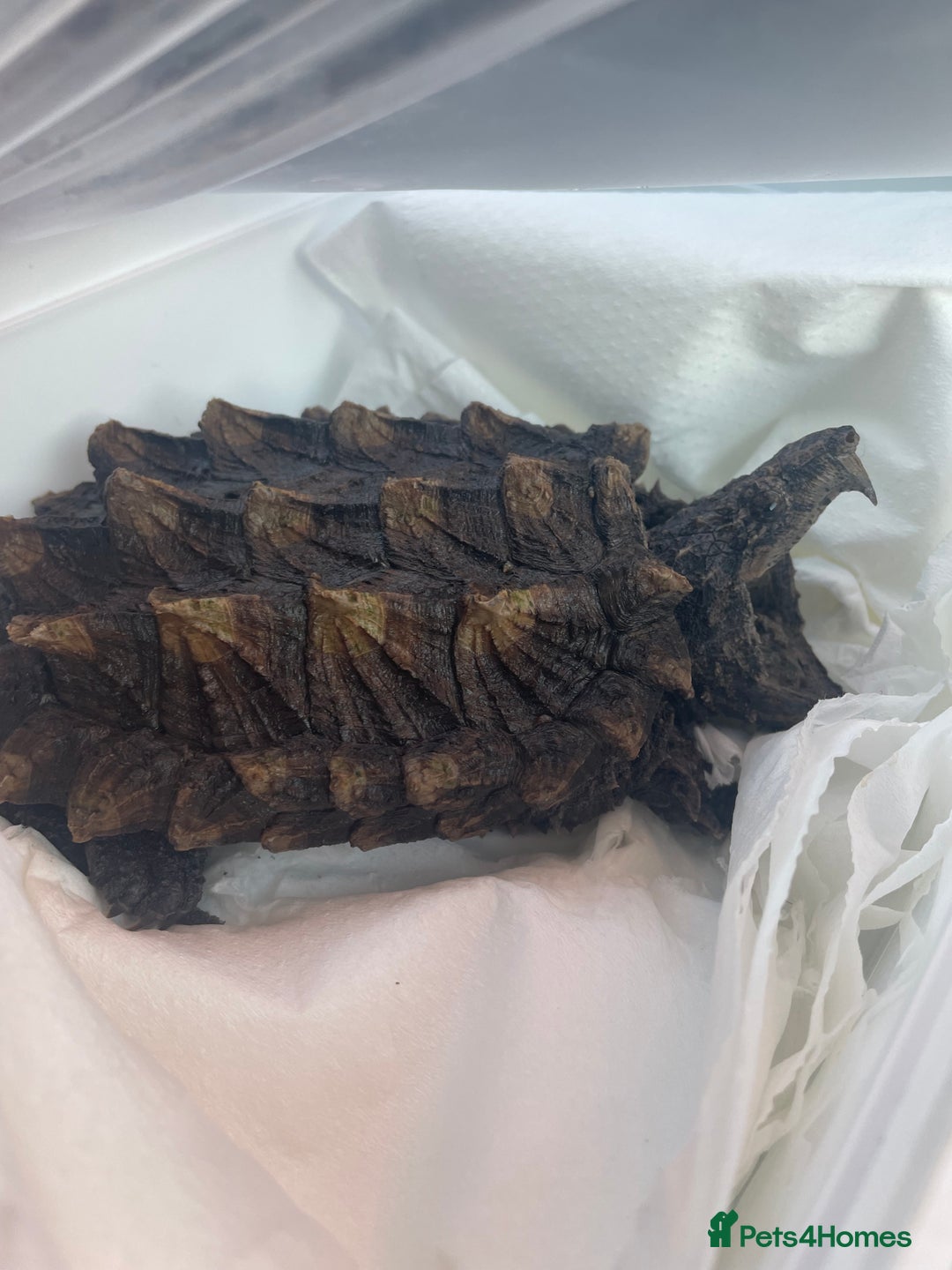 Turtle reptiles for sale: Male alligator snapping turtle - Image 1