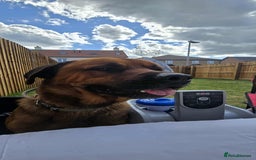 Mixed Breed dogs for sale: 4 year old rottweiler x - Image 3