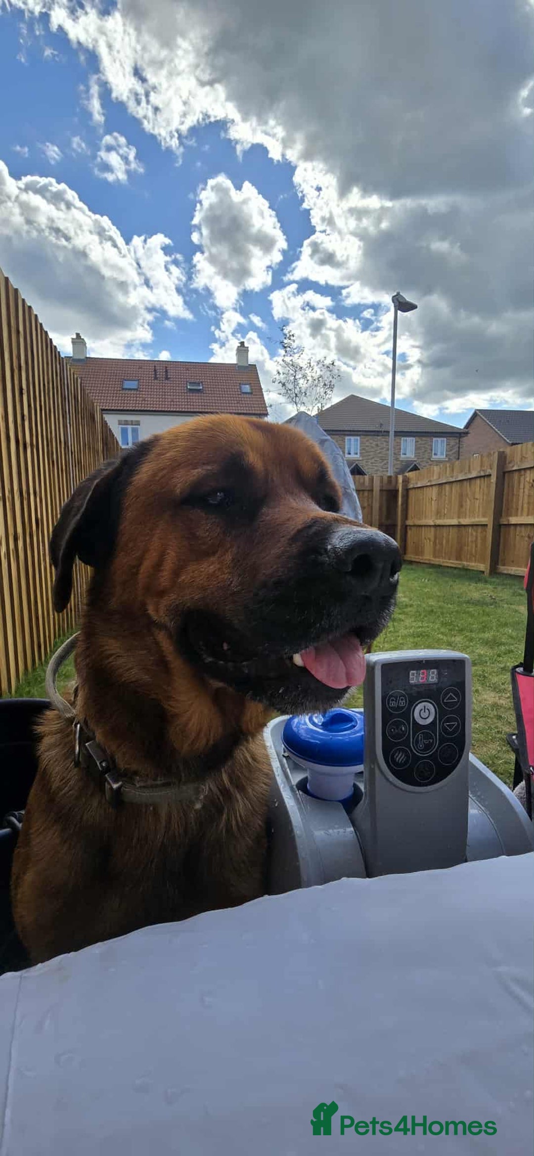 Mixed Breed dogs for sale: 4 year old rottweiler x - Image 3