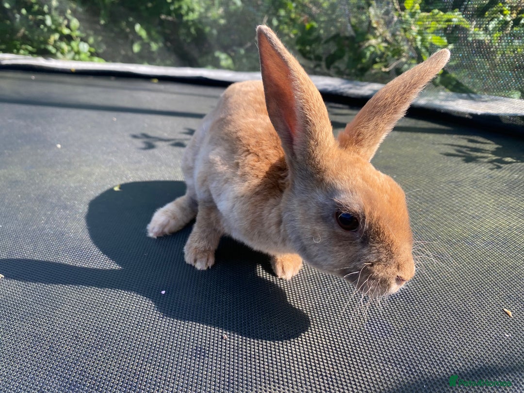 Rex rabbits for sale: Last mini Rex Rabbit available & ready now!!! in Wotton-under-Edge - Image 2