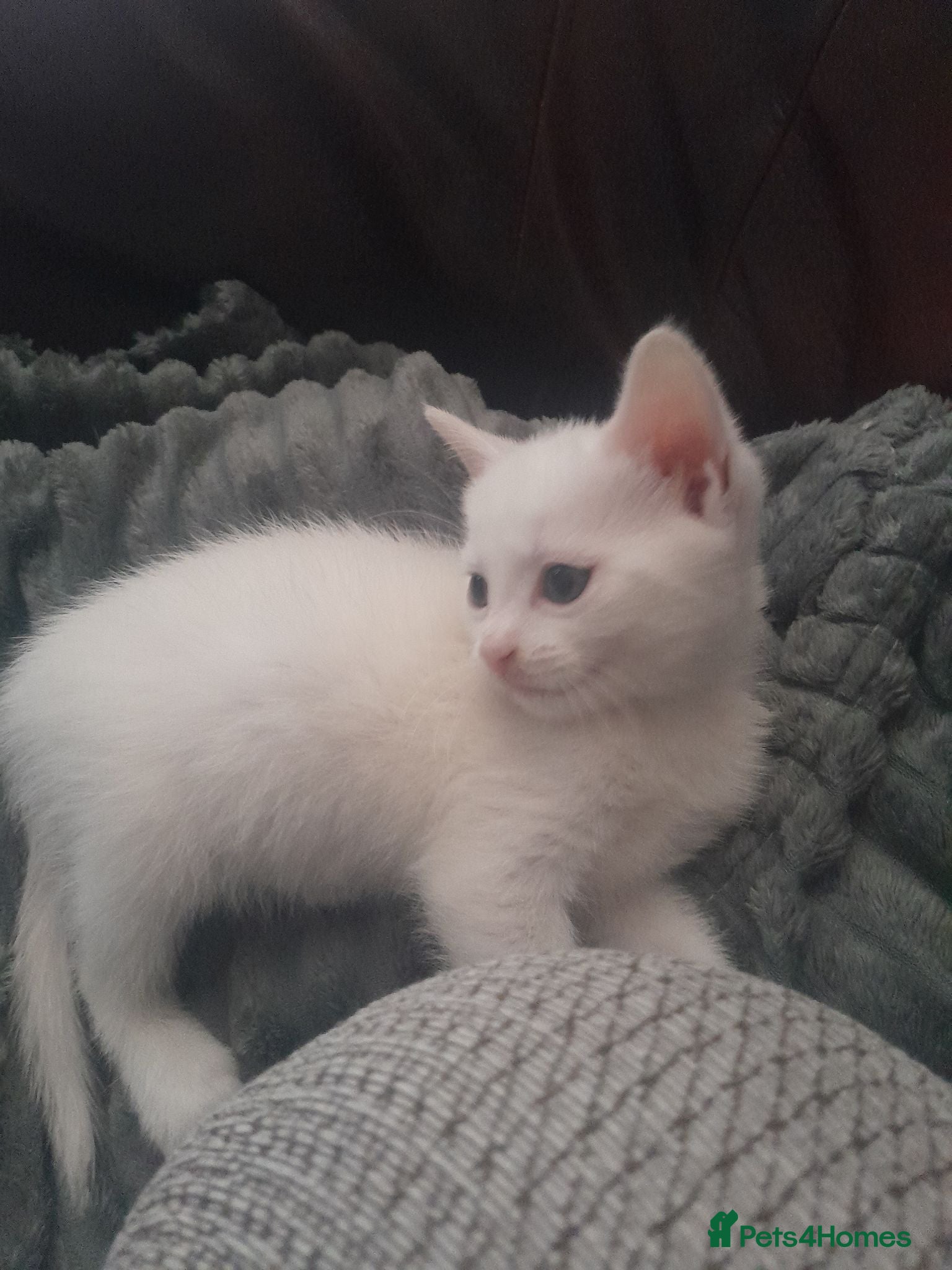 Mixed Breed cats Kitten - Advert 1