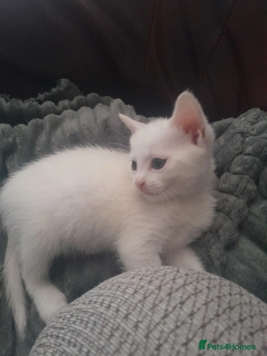 Mixed Breed cats for sale: Kitten - Advert 1