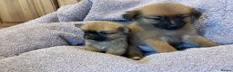 Pomchi dogs for sale: Pomchi in Hull - Advert 25