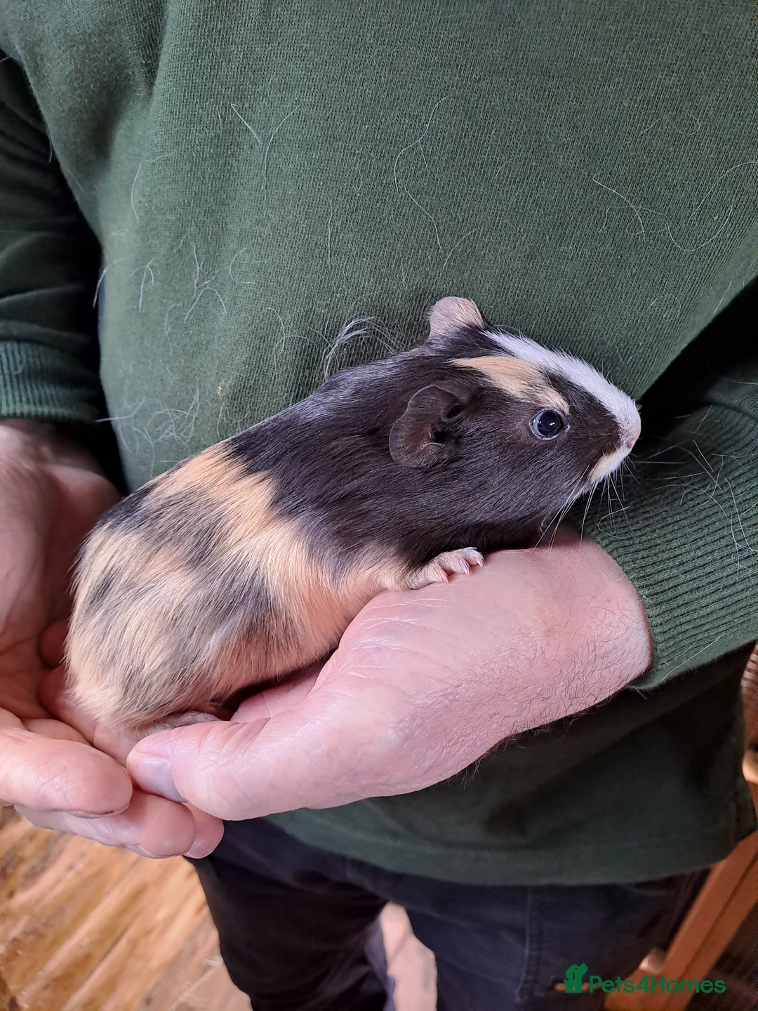 Guinea Pig rodents for sale: Beautiful Baby guinea pigs for sale  - Advert 5