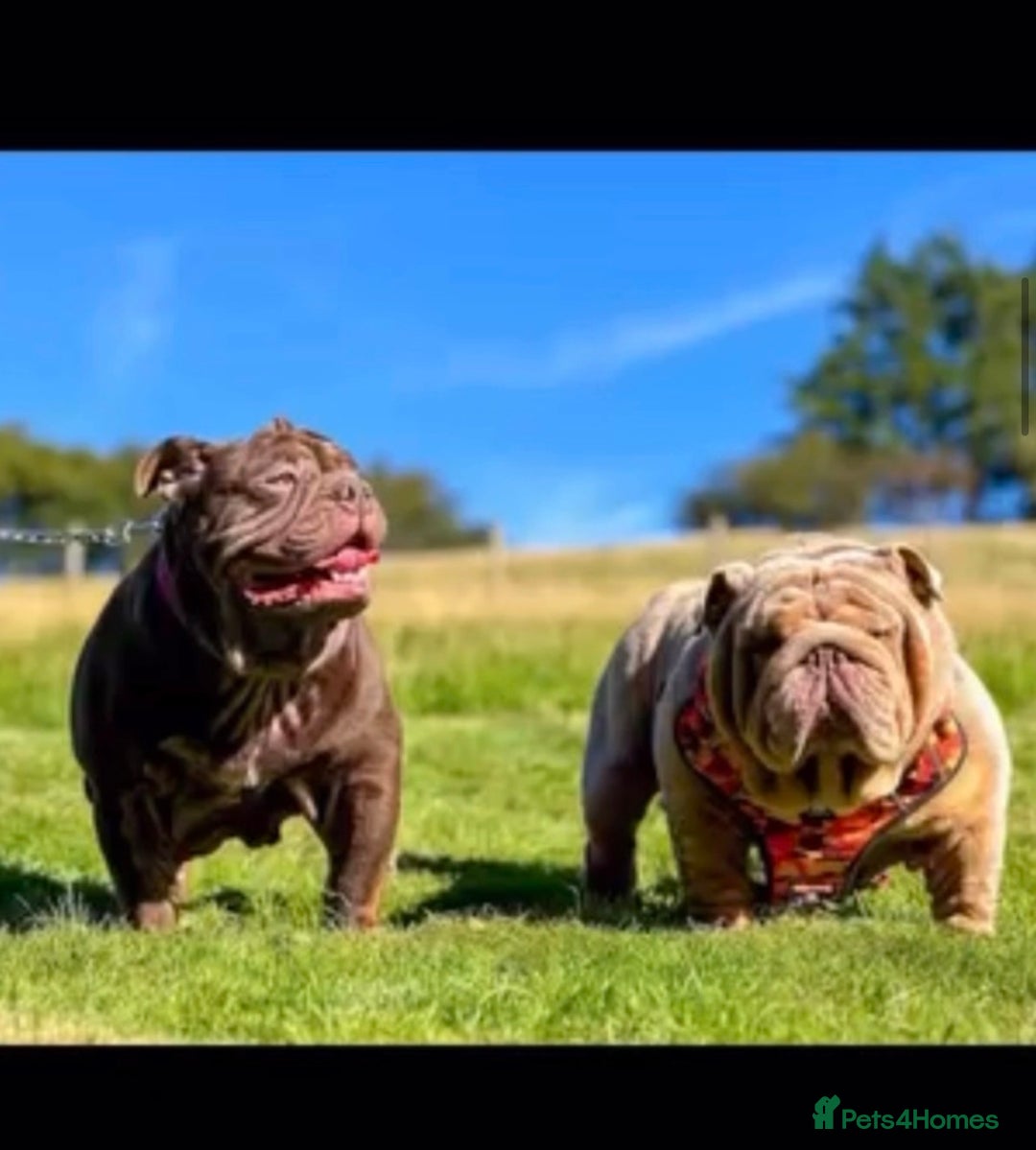 English Bulldog dogs for sale: 🔥 REPEAT BREEDING CONFIRMED 🔥  - Advert 2