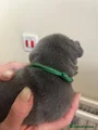 Staffordshire Bull Terrier 5