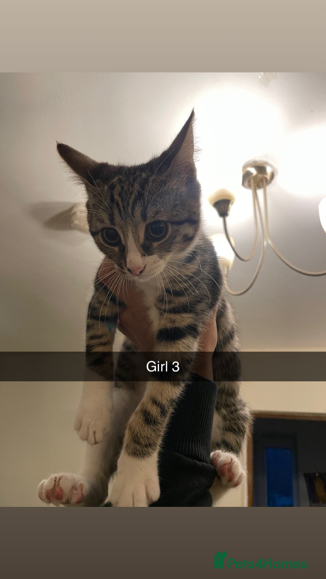 Mixed Breed cats for sale: KITTENS FOR SALE SOUTH LONDON - Advert 11