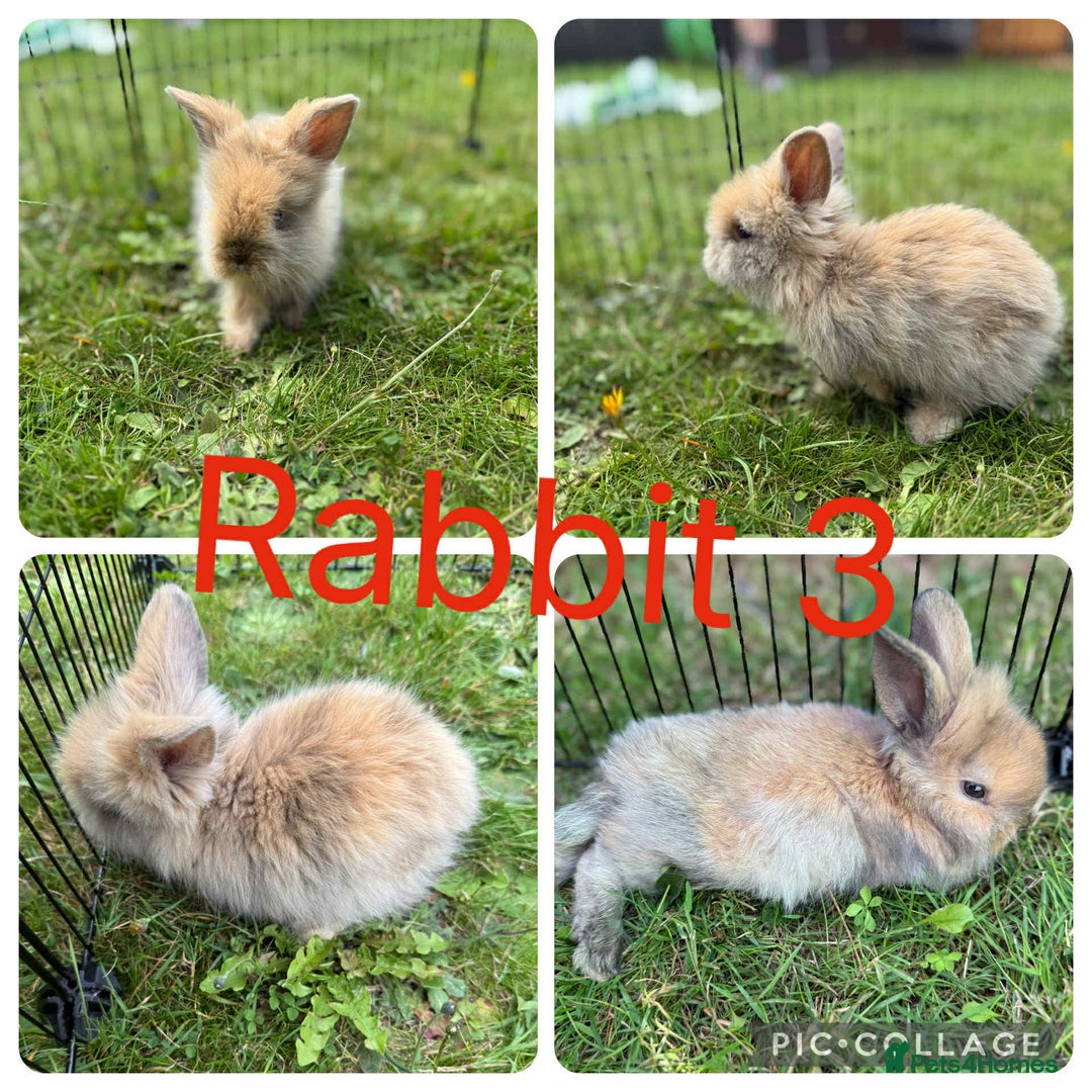 Mixed Breed rabbits for sale: 5 baby lionhead lops for sale  in Nottingham - Image 3