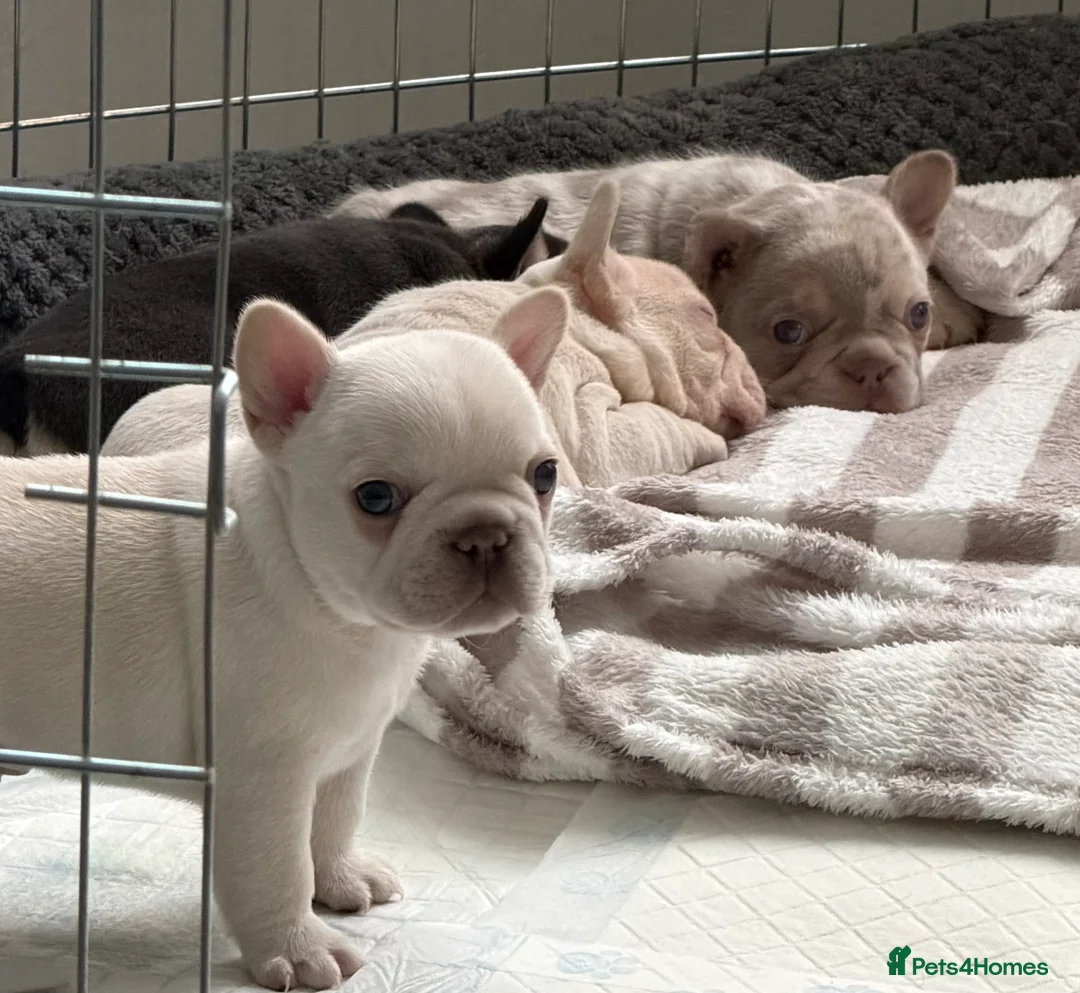 French Bulldog dogs for sale: Stunning KC registered Frenchies😍 4 male 1 female - Advert 16