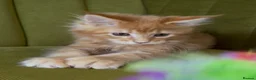 Maine Coon cats for sale: Pedigree Maine coon kittens can be TICA reg in Dorking - Advert 11