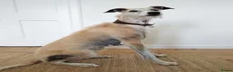 Lurcher dogs for adoption: GERTIE, female lurcher in rescue - Advert 3