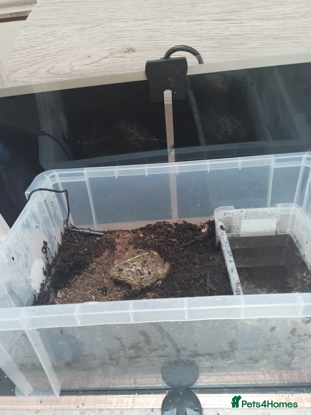 Frog reptiles for sale: Giant African Bull Frog Male in Birmingham - Advert 2