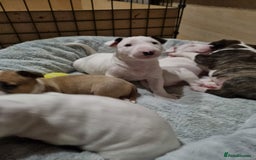 English Bull Terrier dogs for sale: Beautiful k.c reg bully pups  - Image 6