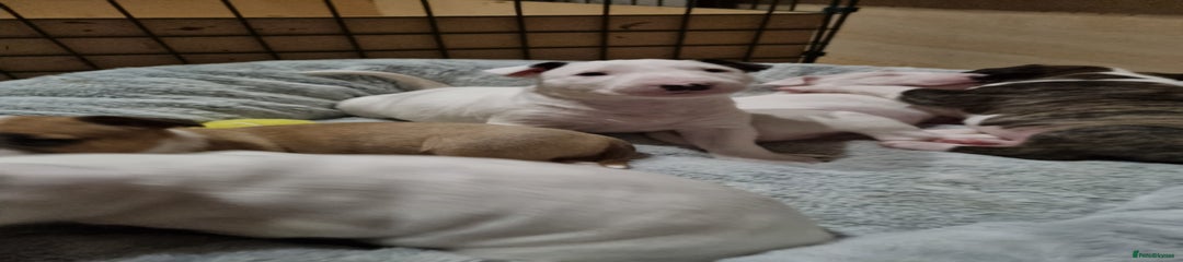 English Bull Terrier Puppy 5