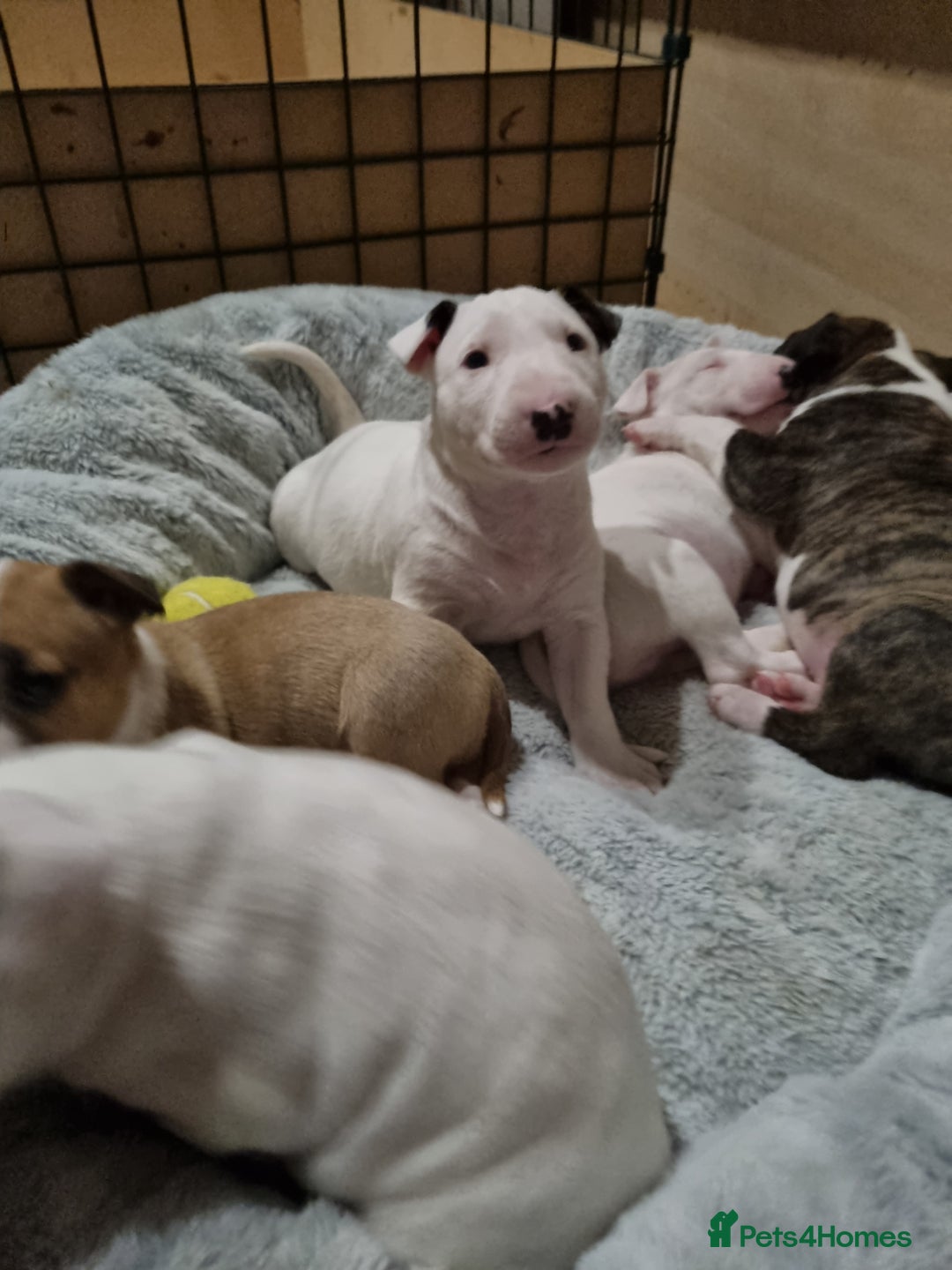 English Bull Terrier dogs for sale: Beautiful k.c reg bully pups  - Image 6