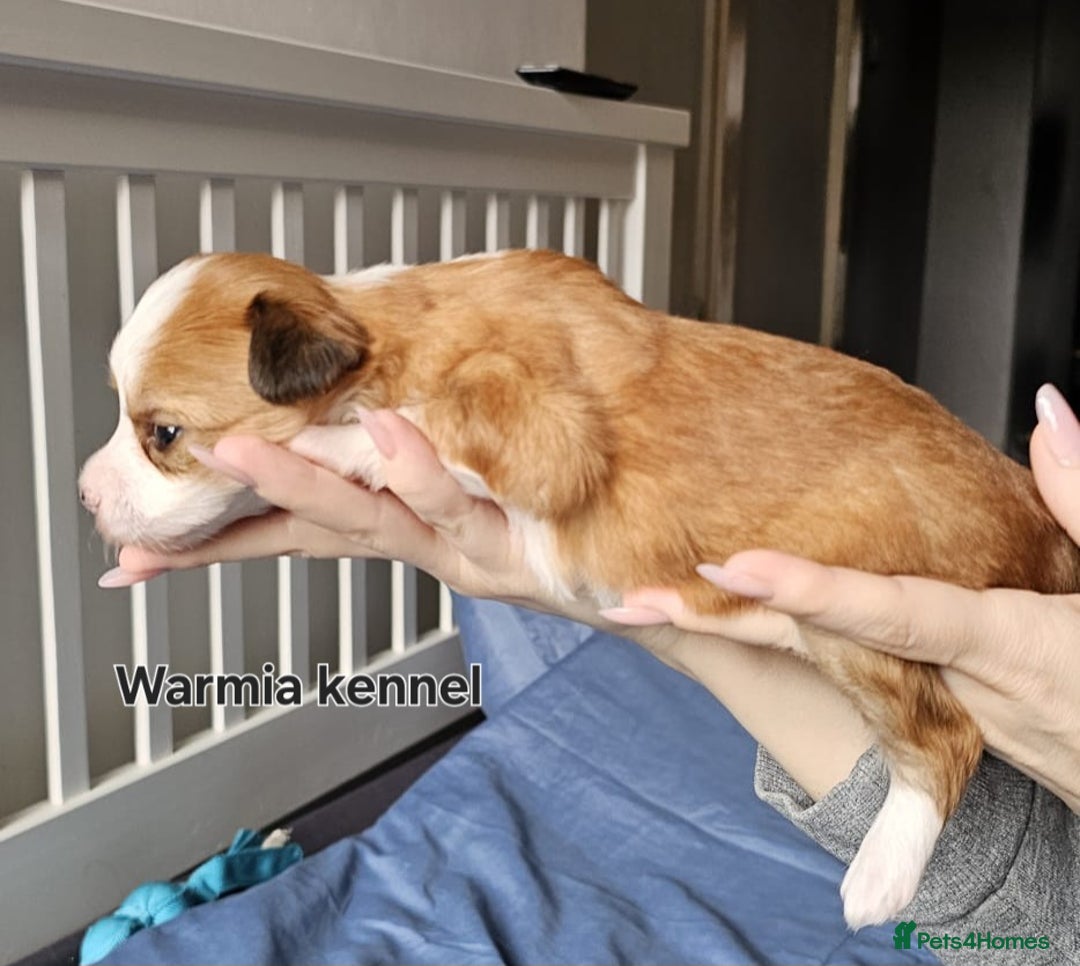 Chinese Crested dogs for sale: Last powder puff boy available  - Image 21
