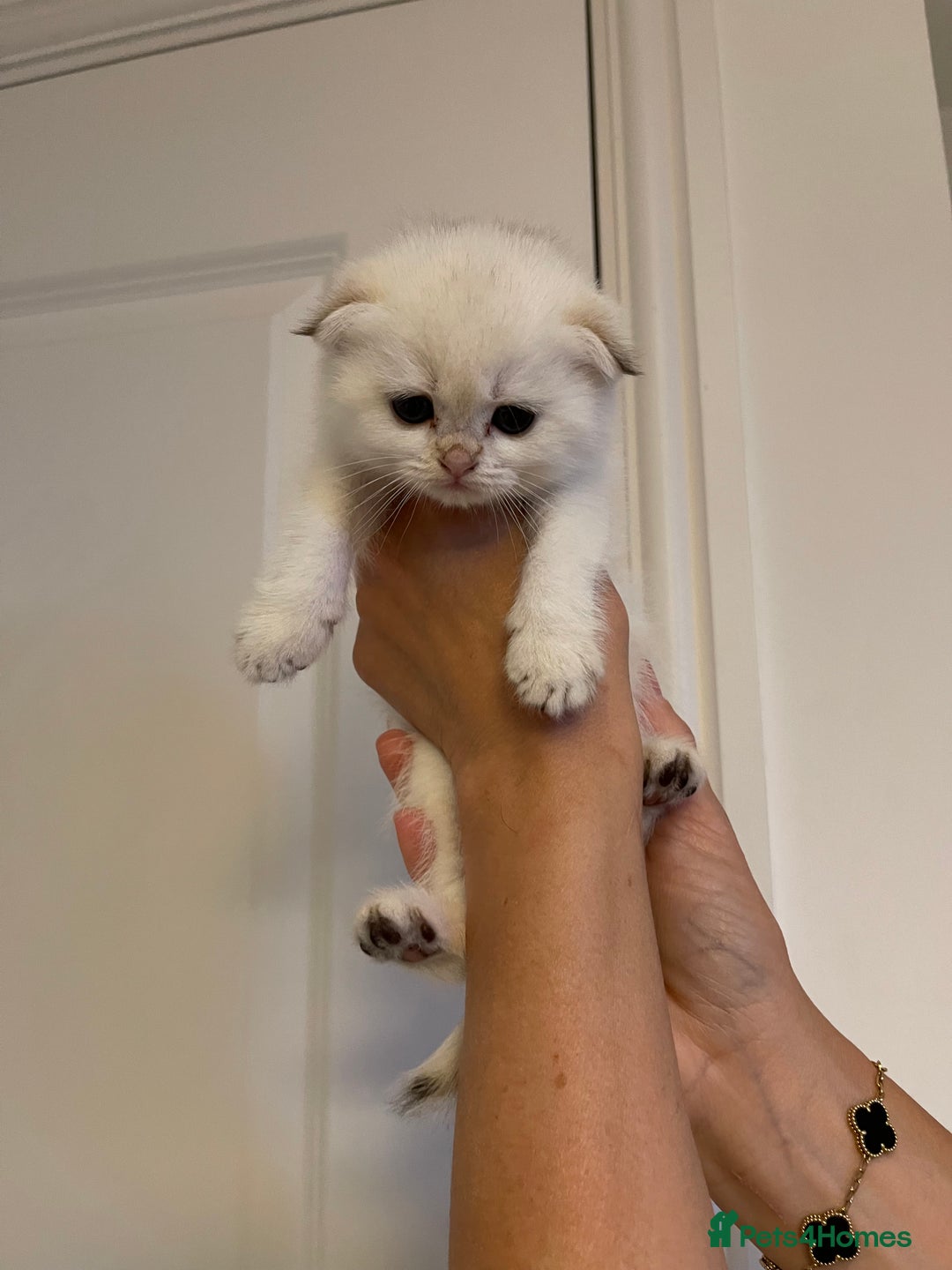 Scottish Fold cats for sale: LUXURY GOLDEN CHINCHILLA SCOTTISH FOLD KITTENS  - Image 7