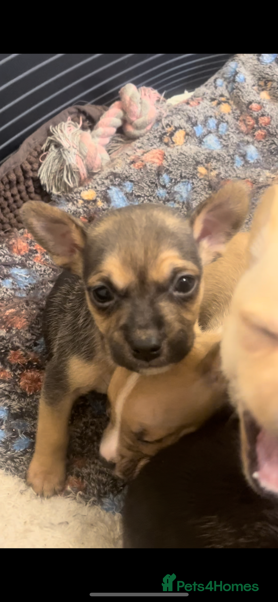Mixed Breed dogs for sale: Jack Russell cross French bulldog pups ready now  - Advert 7